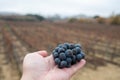 Ripe and dry bunches of red tempranillo grapes after harvest, vineyards of La Rioja wine region in Spain, Rioja Alavesa in winter Royalty Free Stock Photo