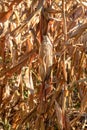 Ripe and dry corn stalks close up. End of season field with golden corn ready for harvest Royalty Free Stock Photo