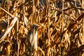 Ripe and dry corn stalks close up. End of season field with golden corn ready for harvest Royalty Free Stock Photo