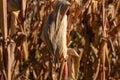 Ripe and dry corn stalks close up. End of season field with golden corn ready for harvest Royalty Free Stock Photo