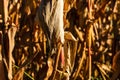 Ripe and dry corn stalks close up. End of season field with golden corn ready for harvest Royalty Free Stock Photo