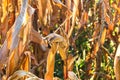 Ripe and dry corn stalks close up. End of season field with golden corn ready for harvest Royalty Free Stock Photo