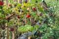 Ripe and dry overripe raspberries on the branches of a raspberry bush in the garden on the background of an old picket fence, rura Royalty Free Stock Photo