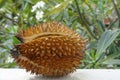 Ripe durian fruit with cracked spiky skin on a green blurred garden background