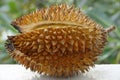 Ripe durian fruit with cracked spiky skin on a green blurred garden background