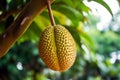Ripe durian on garden tree. Shallow depth of feld Royalty Free Stock Photo
