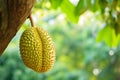 Ripe durian on garden tree. Shallow depth of feld Royalty Free Stock Photo