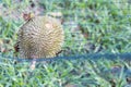Ripe durian landed on safety net to cushion fall impact