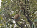 Ripe Durians fruit hanging on the tree Royalty Free Stock Photo