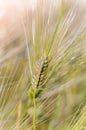 Ripe ear of barley with a long dense awn Royalty Free Stock Photo