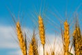 Ripe ear of barley ready for harvest. Blue sky backgound