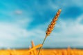 Ripe ear of common wheat cereal crop ready for harvest Royalty Free Stock Photo