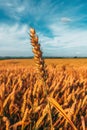 Ripe ear of common wheat cereal crop ready for harvest, vertical image Royalty Free Stock Photo