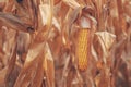 Ripe ear of corn crop in cultivated agricultural field ready for harvest Royalty Free Stock Photo