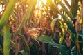 Ripe ear of corn in field. Maize crop ready for harvest, Agriculture and farming concept Royalty Free Stock Photo