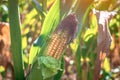 Ripe ear of corn growing on a stalk in a cornfield. The peel of the corn cob is removed to check maturity Royalty Free Stock Photo