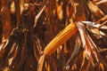 Ripe ear of corn on plant stalk Royalty Free Stock Photo