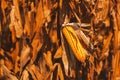 Ripe ear of corn on plant stalk Royalty Free Stock Photo