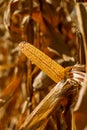 Ripe ear of corn on plant stalk Royalty Free Stock Photo