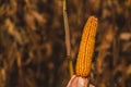 Ripe ear of corn on plant stalk Royalty Free Stock Photo