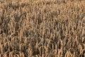 ripe ear of dry wheat on top, a field ready for harvest Royalty Free Stock Photo