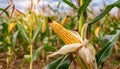 Ripe ear of golden corn growing in plantation field. Natural farm product