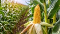 Ripe ear of golden corn growing in plantation field. Natural farm product