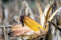 Ripe Ear of maize or corn on the stem ready for harvest. Zea mays. Royalty Free Stock Photo