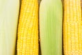 Ripe ear of sweet corn on cobs kernels or grains of ripe corn on white background corn vegetable Royalty Free Stock Photo