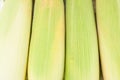 Ripe ear of sweet corn on cobs kernels or grains of ripe corn on white background corn vegetable isolated Royalty Free Stock Photo