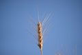 a ripe ear of wheat on the background of the blue sky, the concept of the flag of Ukraine, a golden ear of wheat close-up Royalty Free Stock Photo