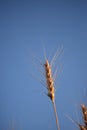 a ripe ear of wheat on the background of the blue sky, the concept of the flag of Ukraine, a golden ear of wheat close-up Royalty Free Stock Photo