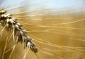 Ripe ear of wheat, bright golden color with long tendrils close-up Royalty Free Stock Photo