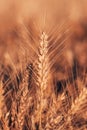 Ripe ear of wheat in cultivated field Royalty Free Stock Photo