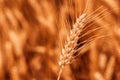 Ripe ear of wheat with long awns in field Royalty Free Stock Photo