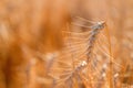 Ripe ear of wheat with long awns in field Royalty Free Stock Photo