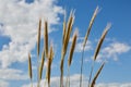 Ripe ears of barley against the blue sky