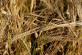 Ripe ears of barley close-up. Grain agricultural plants. Grain harvest