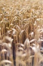 Ripe ears of  cereal plants in a field Royalty Free Stock Photo