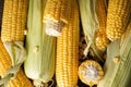 Ripe ears of corn, top view, close-up. Royalty Free Stock Photo