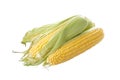 Ripe ears of corn on a white background, isolation