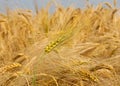 Almost ripe ears in the Cultivated field of yellow wheat Royalty Free Stock Photo