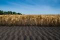 ripe ears and a cultivated part of the soil in the foreground Royalty Free Stock Photo