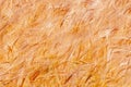 Ripe ears of golden wheat close up. Wheat field.  Agriculture, agronomy, industry concept Royalty Free Stock Photo