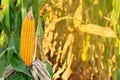 Ripe ears of maize corn in sun light on a corn field in summer Royalty Free Stock Photo