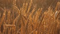 Ripe ears with ripe grain are swaying by the wind. close-up. mature cereal harvest. Yellow field of wheat in the golden