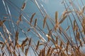Ripe ears of rye against the blue sky in the rays of light in hot summer Royalty Free Stock Photo