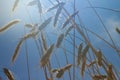 Ripe ears of rye against the blue sky in the rays of light in hot summer Royalty Free Stock Photo