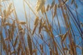 Ripe ears of rye against the blue sky in the rays of light in hot summer Royalty Free Stock Photo