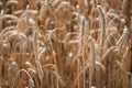 Ripe ears of rye close-up. Grain agricultural plants. Grain harvest